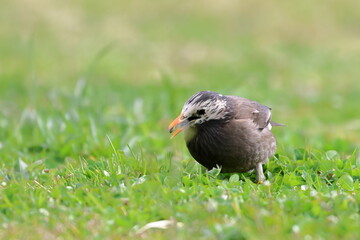 white cheeked starling