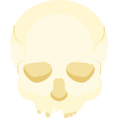 Skull Illustration