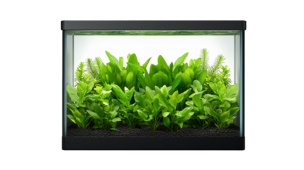 Flourishing aquatic haven, a glass tank filled with vibrant plants and crystalclear water