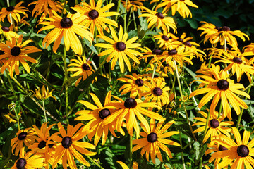 Meadow with many yellow coneflowers blooming in a garden. Abstract nature and herbal vertical backgrounds