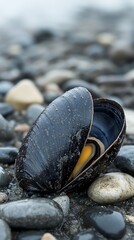 Open mussel shell on beach pebbles