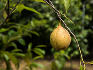 Ripe nutmeg fruit hangs on a tree branch. The background of another nutmeg tree is blurred with green leaves illuminated by soft sunlight, creating a natural, lush atmosphere.
