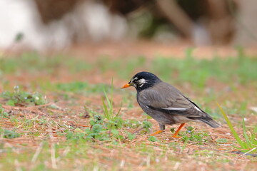 white cheeked starling
