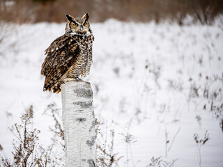 Great Horned Owl perched in Winter, snowy blurred background