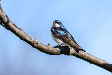 Tree swallow bird on branch close up