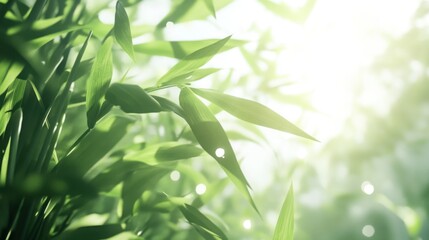 Obraz premium Soft Light Shining Through Lush Green Bamboo Leaves in Nature