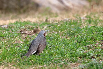white cheeked starling
