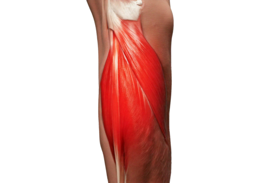 Inflamed Psoas Major. isolated on transparent or white background