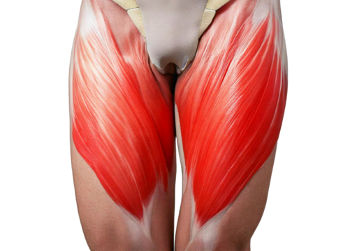 Inflamed Psoas Major. isolated on transparent or white background