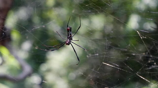 Camera orbits thin spider in non-symetrical tangle web, close-up view