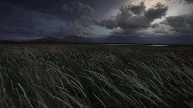 Dark nature landscape: grass blowing under storm clouds, mountains too