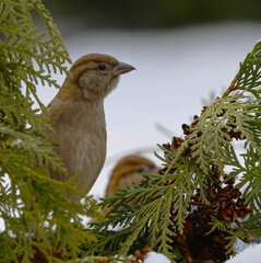 sparrow in the bushes
