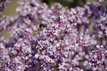 フジモドキ　Daphne genkwa	