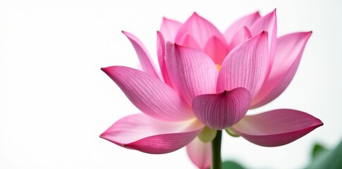 Fototapeta premium Close-up of a vibrant pink lotus flower isolated on white background, nature, lotus
