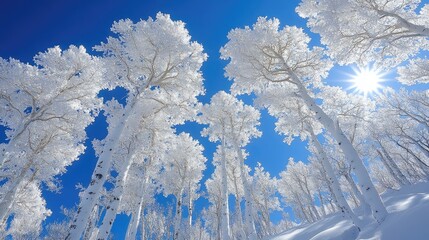 Snow-covered trees, winter sun, mountain forest, serene landscape, travel poster