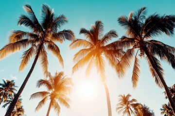 Tropical Paradise with Coconut Trees Under Bright Blue Sky and Sunlight Reflecting on Lush Green Leaves in Beautiful Vacation Destination
