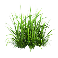 Fototapeta premium Lush green grass clump thriving in a sunny outdoor environment with vibrant natural elements