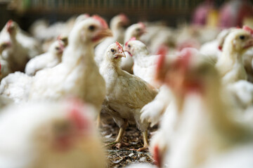 Group of healthy broiler chicken in poultry