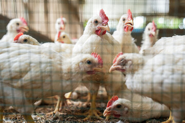 Group of healthy broiler chicken in poultry