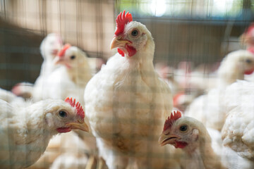 Group of healthy broiler chicken in poultry