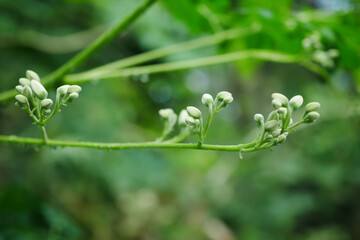 Close up moringa flowers on its tree selective focus