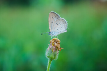 Close-Up of a Butterfly Perched on a Flower Against Green Background