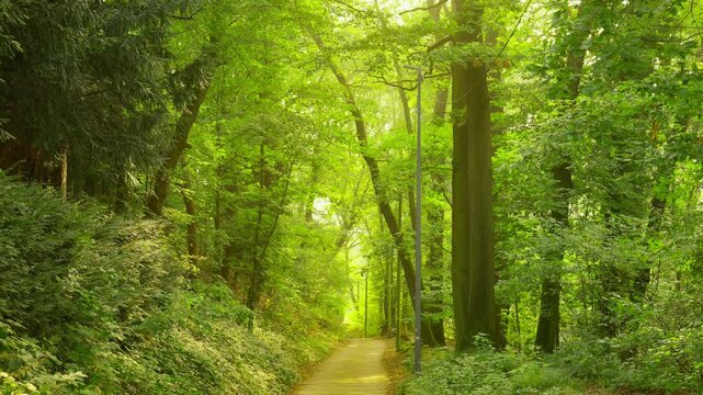 Empty nature trail on a misty morning surrounded by lush green tree foliage