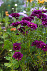 Obraz premium Beautiful Maroon chrysanthemum flowers closeup in the winter garden, Closeup of Chrysanthemum flower, Field of the Maroon Chrysanthemum, Beautiful Maroon flower blooming in nature.