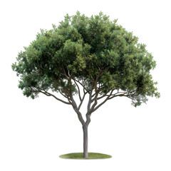 Fototapeta premium Lush green tree with a thick canopy standing on a grassy patch in a serene outdoor setting
