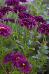 Beautiful Maroon chrysanthemum flowers closeup in the winter garden, Closeup of Chrysanthemum flower, Field of the Maroon Chrysanthemum, Beautiful Maroon flower blooming in nature.