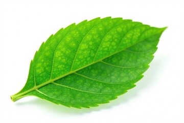 Obraz premium delicate green hydrangea leaf on isolated white background, clean, texture, focus