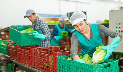 Asian female worker sorting and preparing lettuce for packaging at factory, workers on background
