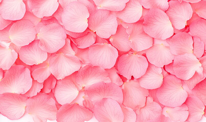 Obraz premium Soft Pink Rose Petals Background for Romantic Decorations and Events
