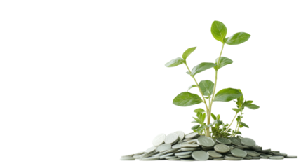 Growing Wealth: Plants and Coins Concept
