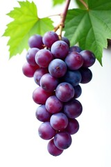 Fototapeta premium White background with isolated dark purple grapevine and some green leaves, grapevine, closeup, purple