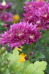 Beautiful Red chrysanthemum flowers closeup in the winter garden, Closeup of Chrysanthemum flower, Field of the Red Chrysanthemum, Beautiful Red flower blooming in nature.