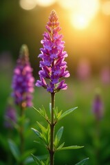 Obraz premium Stevia plant with purple flowers blooming in the sun, stevia, sun, garden