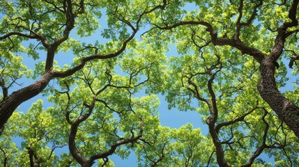 Fototapeta premium Lush green canopy of trees against a bright blue sky, viewed from below.