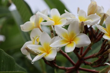 Colourfall flower frangipani Dok Champa in lao new year
