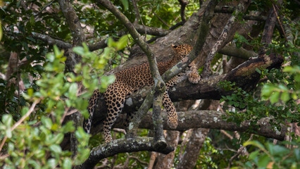 Solo Sri Lankan leopard relaxing and laying on branch in tree during wildlife safari in Wilpattu National Park Sri Lanka