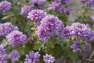 Beautiful Purple chrysanthemum flowers closeup in the winter garden, Closeup of Chrysanthemum flower, Field of the purple Chrysanthemum, Beautiful purple flower blooming in nature.