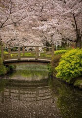 Beautiful cherry blossom background