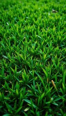 Fototapeta premium Evenly cut, fine textured fairway grass, overhead , texture, background