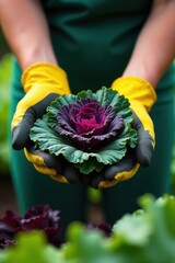 Gloved hands harvest vibrant kale in urban garden , produce, community garden, kale
