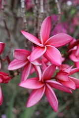 Fototapeta premium Colourfall flower frangipani Dok Champa in lao new year