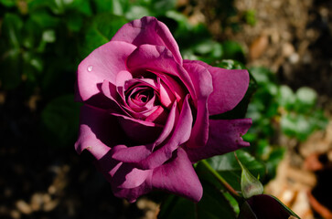 pink rose in the garden