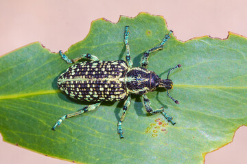 Close-up of Botany Bay Diamond Weevil (Chrysolopus spectabilis) with Iridescent Green and Black Patterns