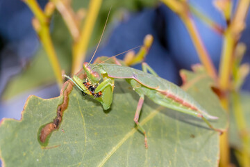 Australian Garden Mantis (Orthodera ministralis) with Prey