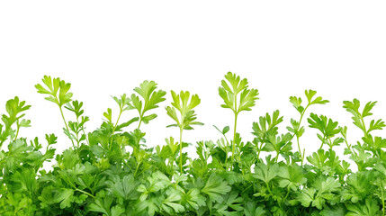 Obraz premium Fresh Green Herbs for Culinary Use