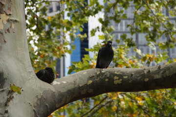 Two black birds rest on a branch, gazing out at the towering Manhattan skyline in New York City. A peaceful coexistence between nature and the urban jungle.